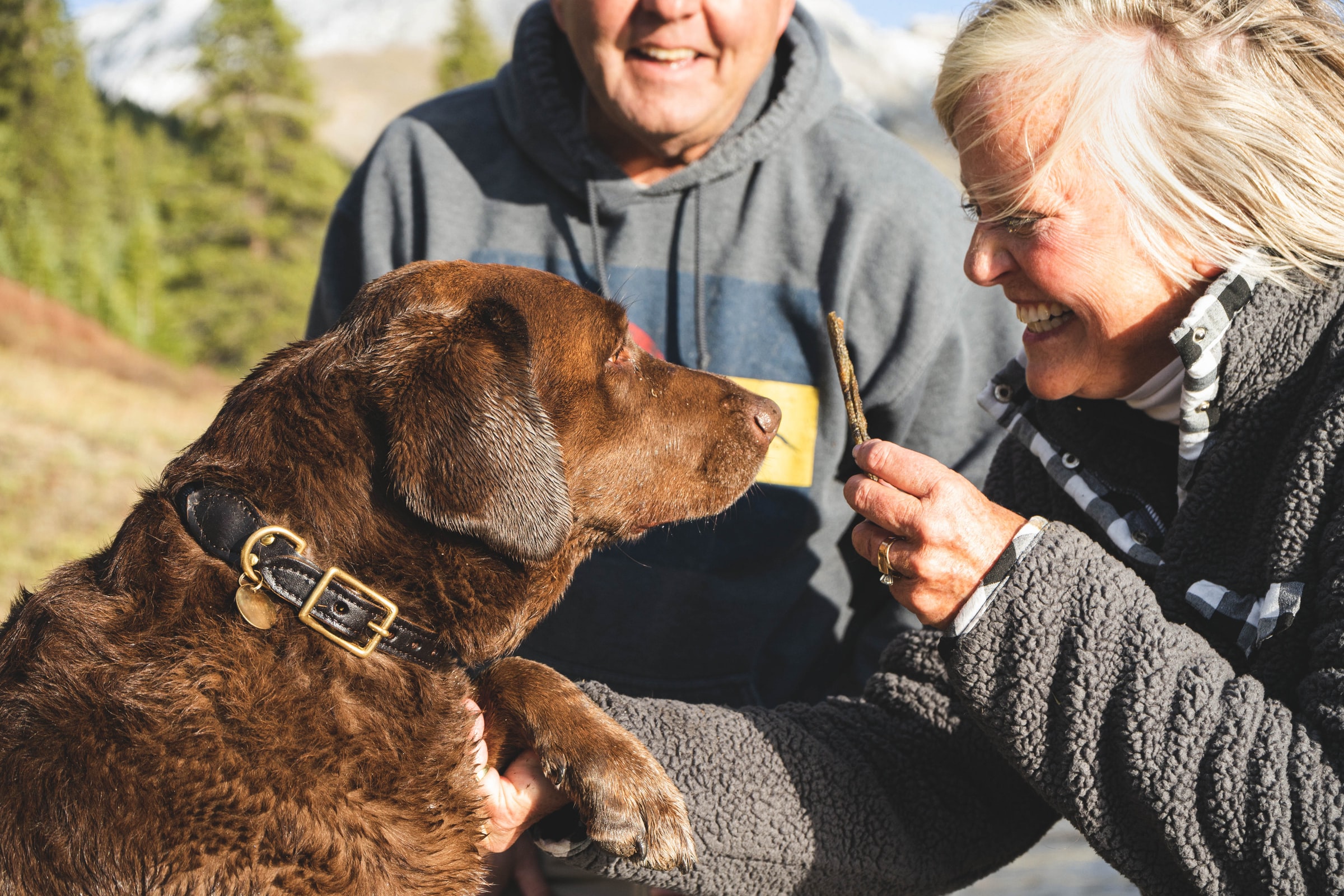 Treatment of Therapy dogs Service
